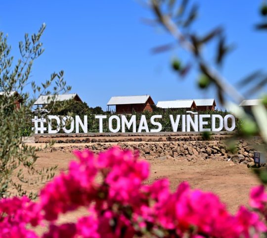 Don Tomás Viñedos