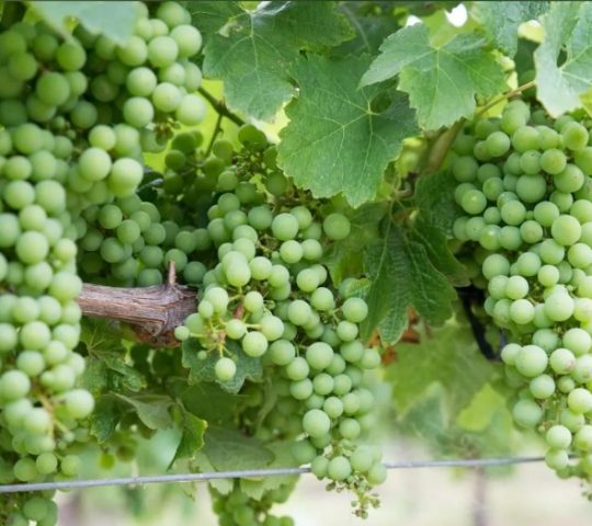 CHATEAU ASN FELIPE